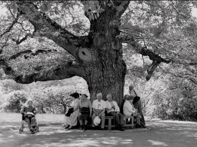 Foto von Seniorinnen unter einem Baum