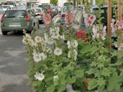 Die Guerillasaat ist aufgegangen: Blumen an der Zürcher Seebahnstrasse